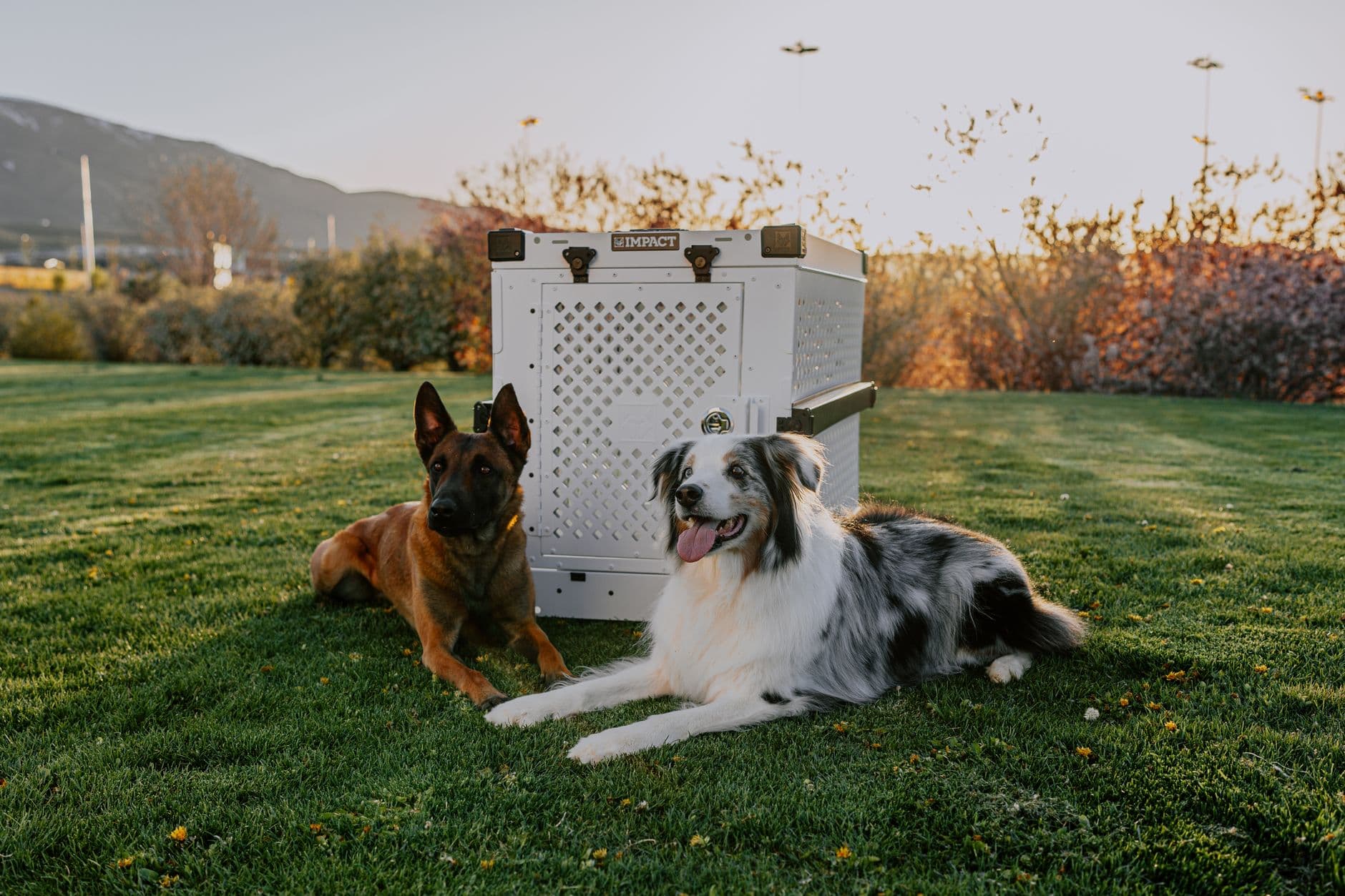 Two dogs resting beside a travel crate
