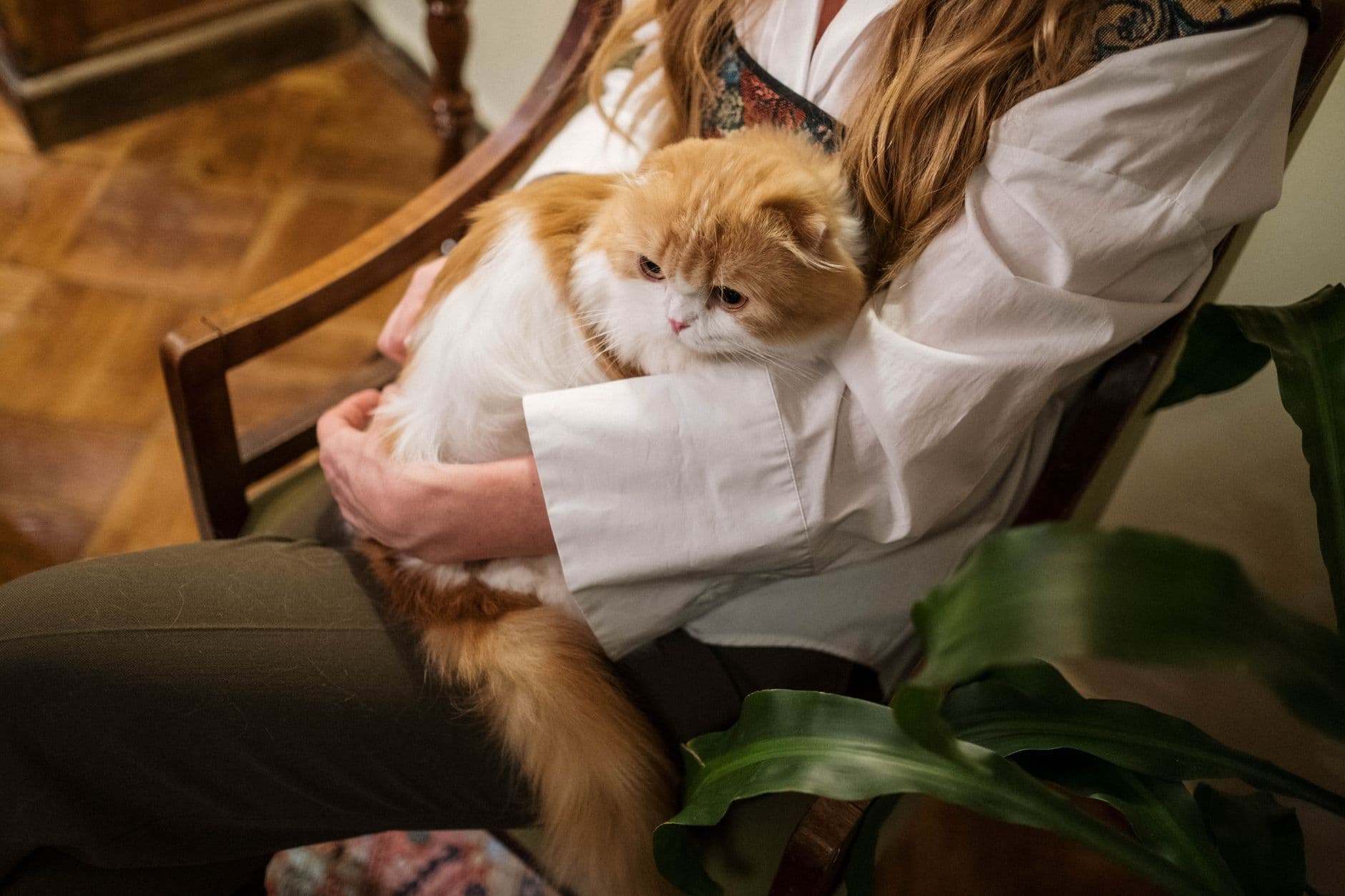 A woman gently holding a fluffy ginger cat on her lap at home, surrounded by greenery
